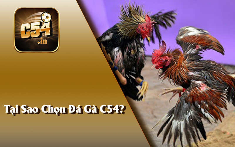 Tại Sao Chọn Đá Gà C54?